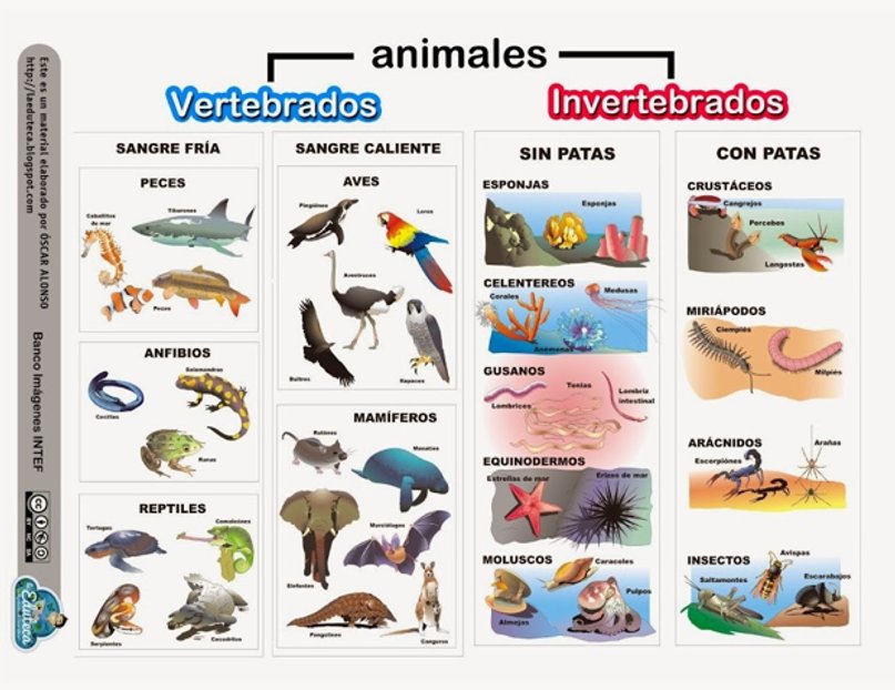 LOS ANIMALES (1/23)