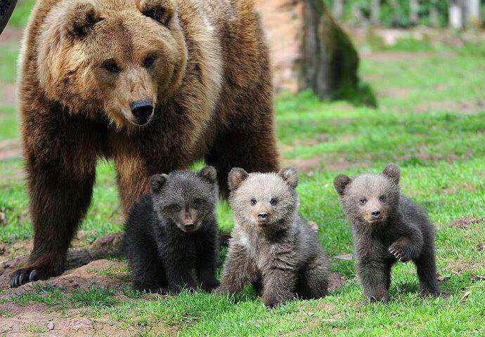 3 baby bears with momma