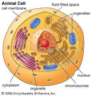 3D animal cell