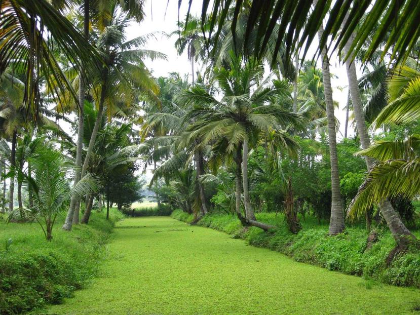 a greenery, a refreshing sight