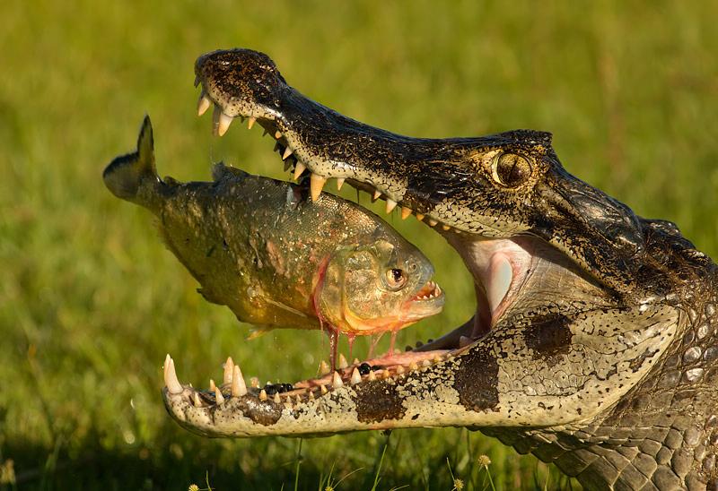 Alligator Eating a Piranha
