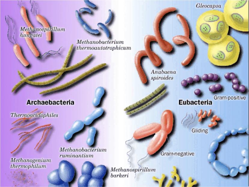 archaebacteria y eubacteria