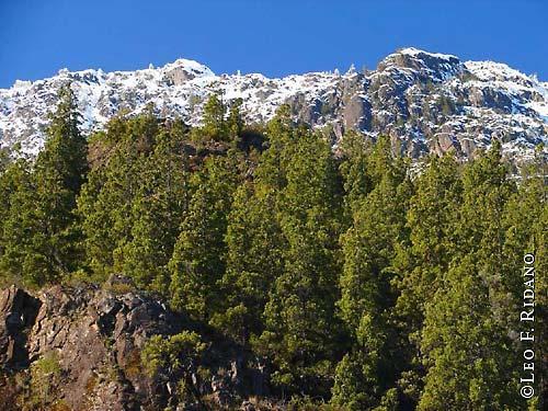 bosque andino patagonico