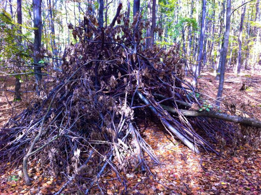 cabane forêt