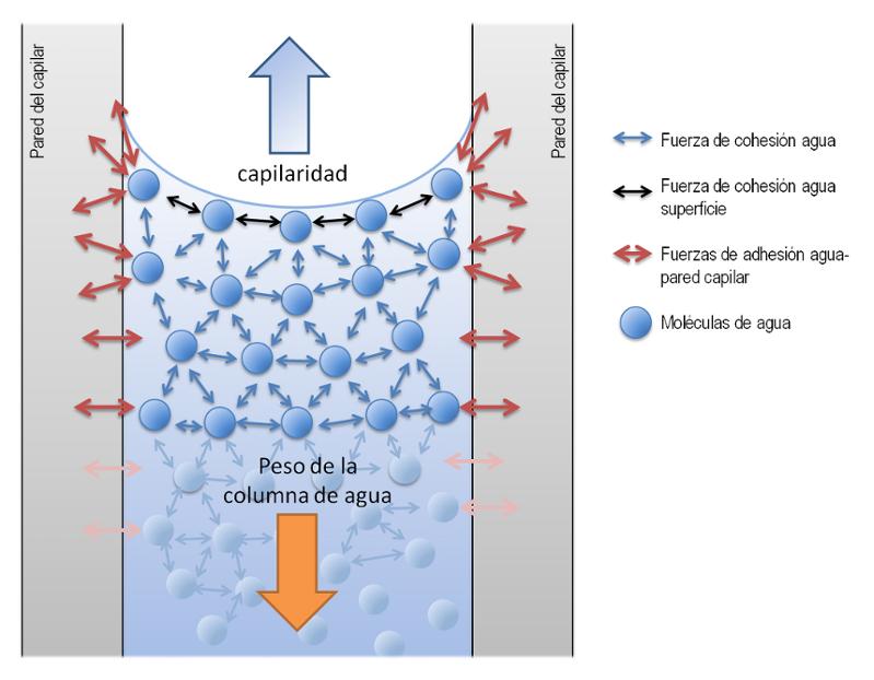 Capilaridad