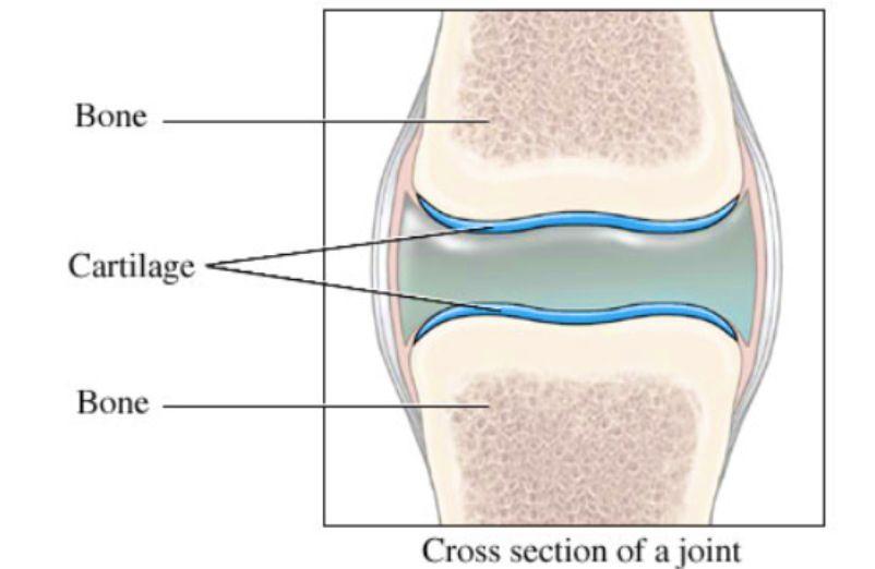 Cartilage and Joints