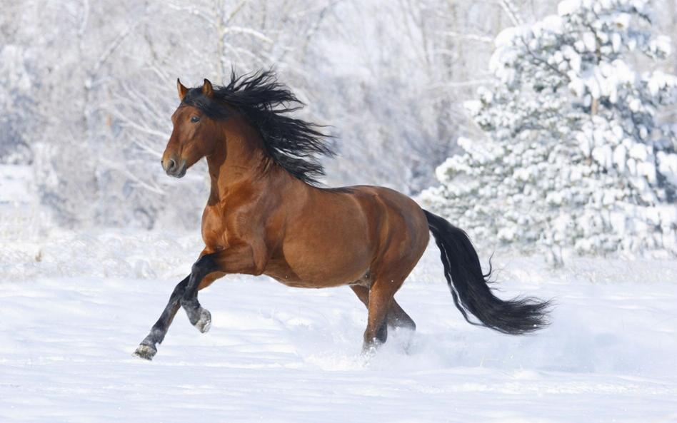 cheval en plein galop