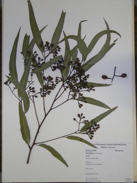 Corymbia citriodora