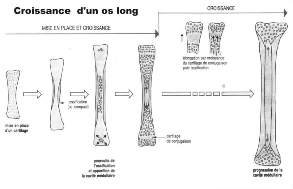 croissance d'un os long