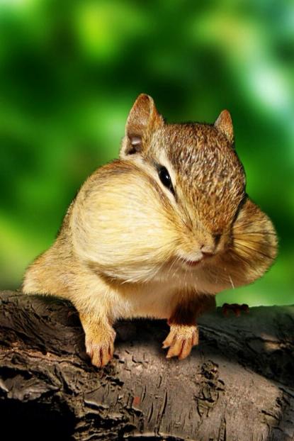 cute chipmunk