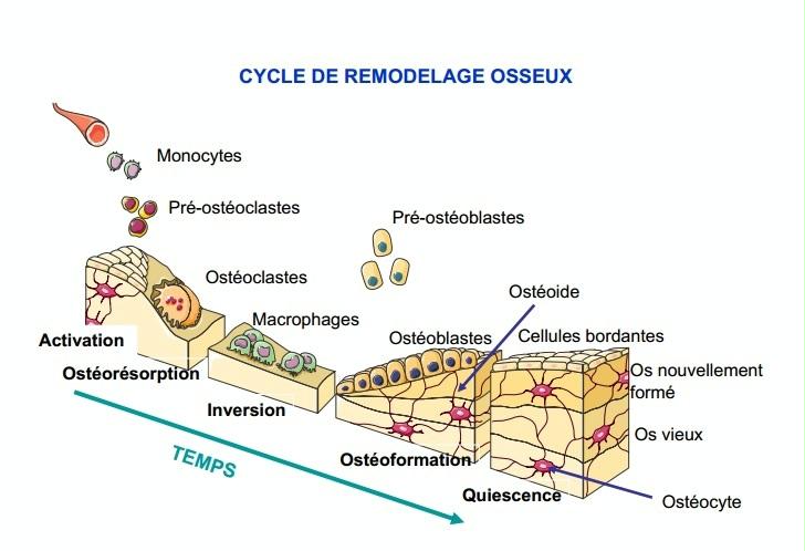 cycle de remodelage osseux