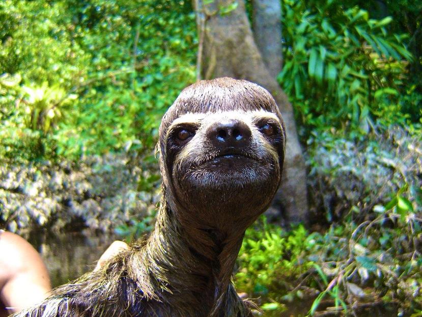 da bowl hair cut sloth