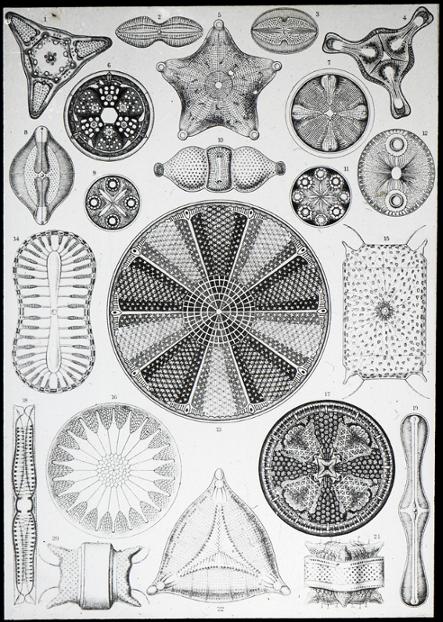 Diatoms