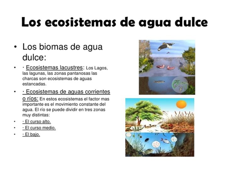 Ecosistema agua dulce