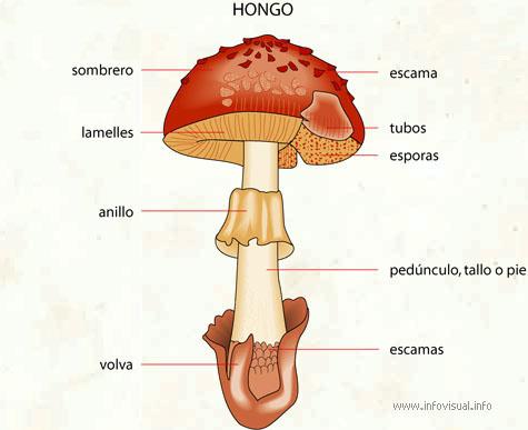 Estructura del hongo