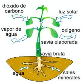 fenomeno de capilaridad en plantas