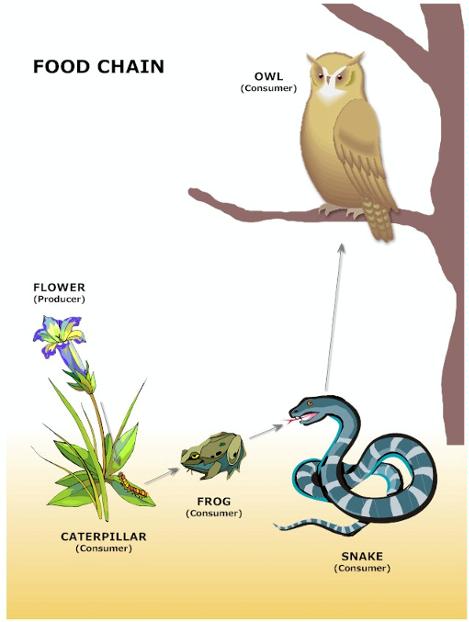 Food Chain Example