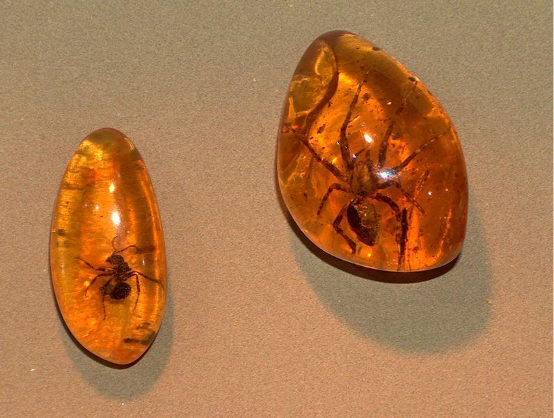 Fossils in amber