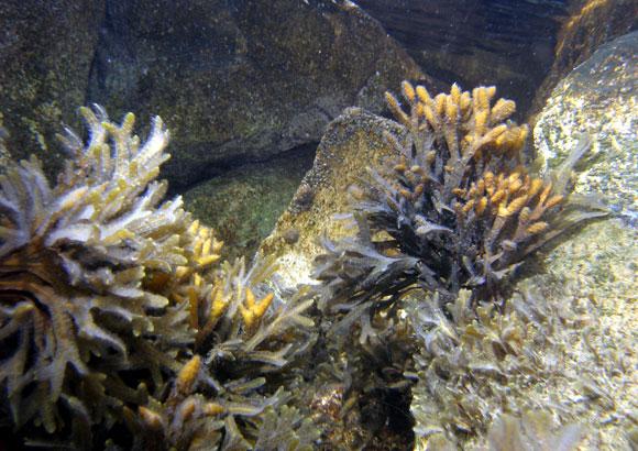 Fucus virsoides