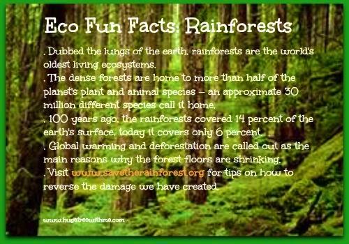 The Rainforest: tropical forest facts, photos, and information