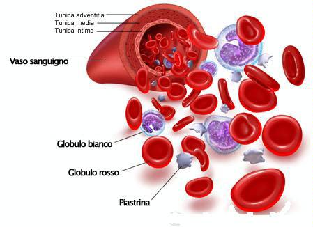 globuli rossi bianchi e piastrine