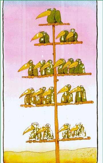 hierarchy-bird-tree