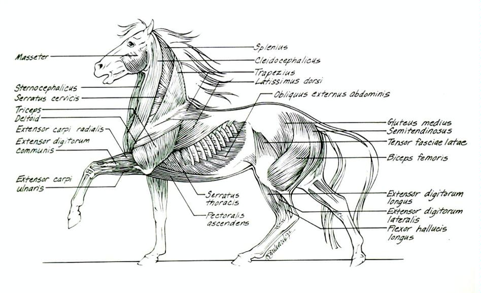 Horse muscle anatomy