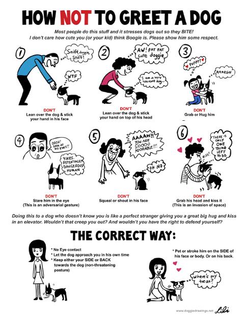 How to approach a Dog