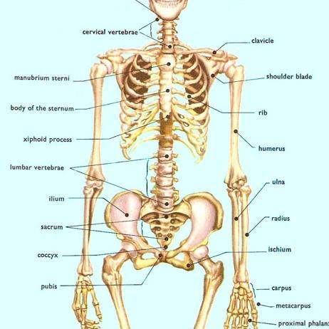 human skeleton-biology