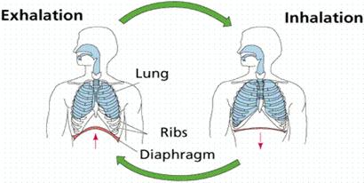 Processes of Inhalation and Exhalation