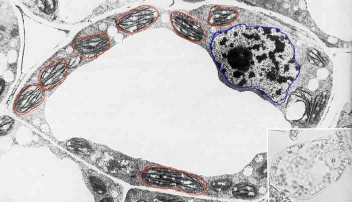 la cellule chlorophyllienne au M.E