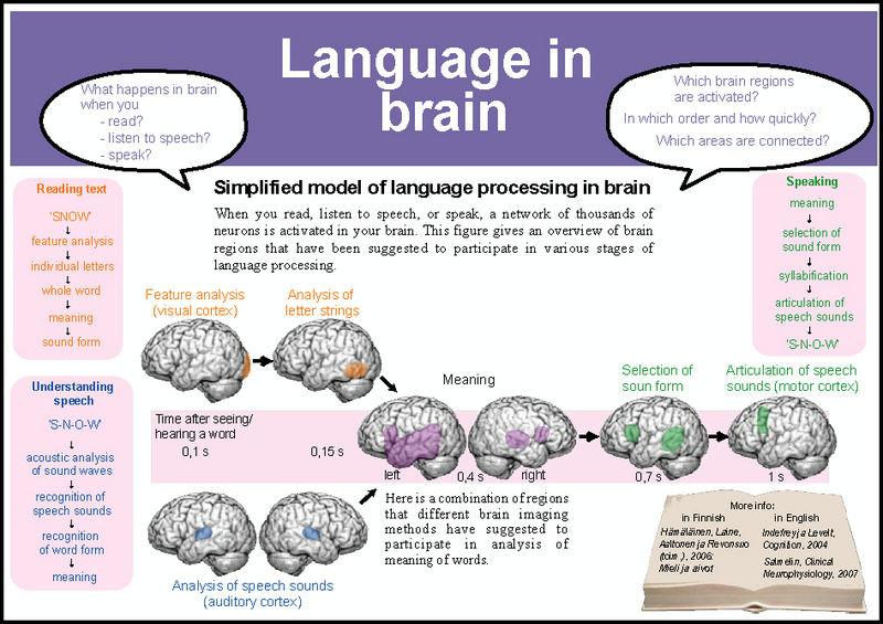 Language and brain