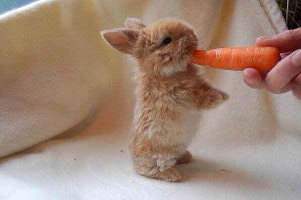 lapin trop mignon