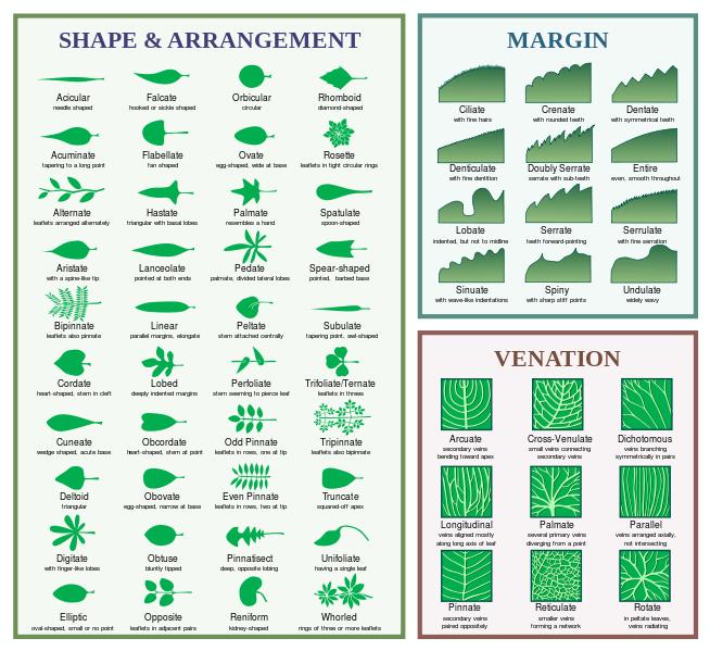 Leaf Shape/Margin/Venation