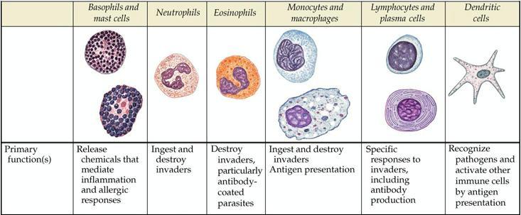 leukocytes