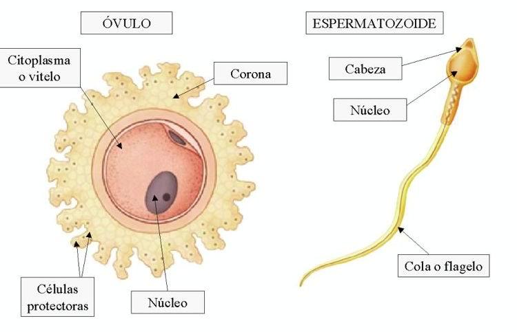 Imágenes de Gametos Masculinos y Femeinos (extaido de http://ccnaturales7.blogspot.com/2010/03/gametos-femeninos-y-masculinas.html)