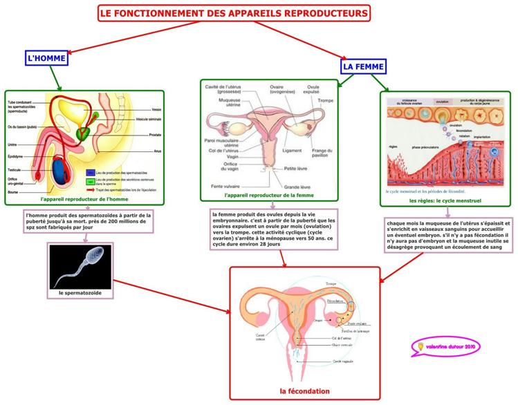 carte mentale appareil reproducteur