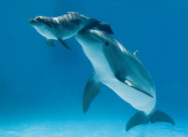 mother-baby-dolphinMother's Love