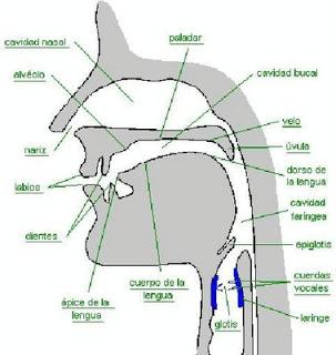 Partes del tracto vocal