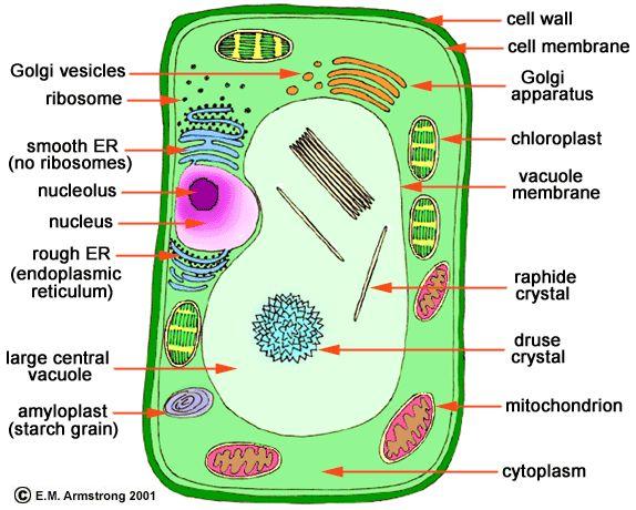 plant cell