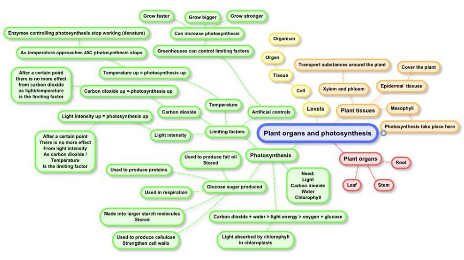 plant organs and photosynthesis mind map