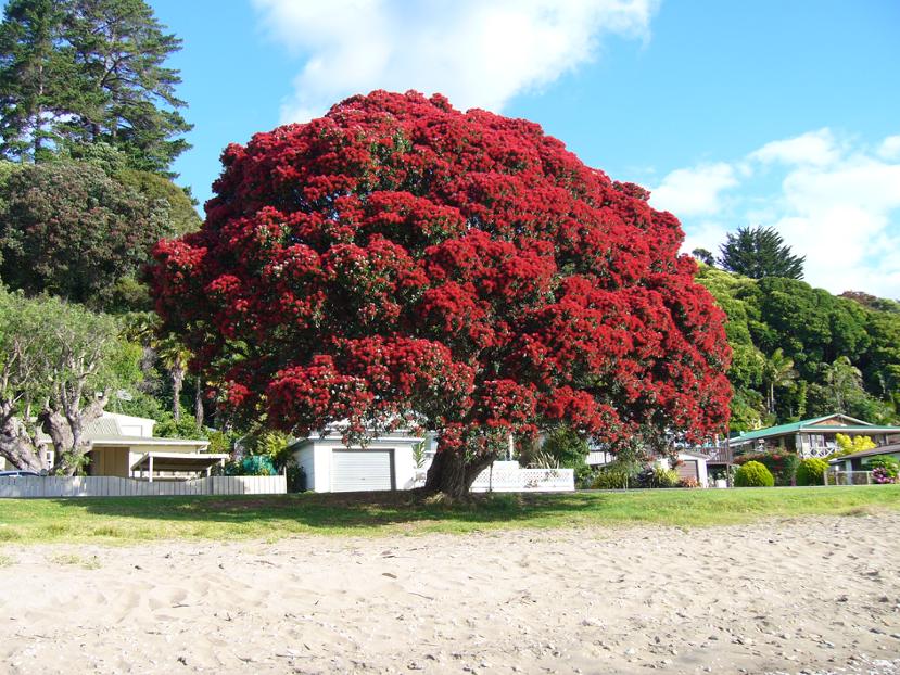 Pohutukawa