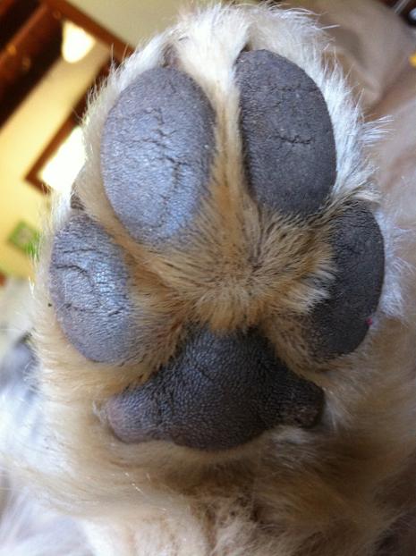 Rear foot, yearling Arctic Wolf (Aqutaq - our wolf)