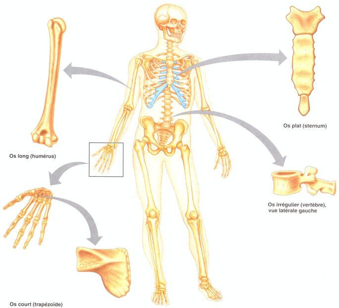 S classification des os