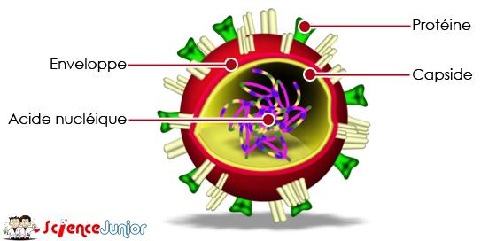 schema-virus-3d