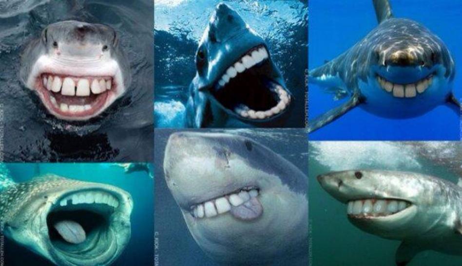 Smiley Sharks!