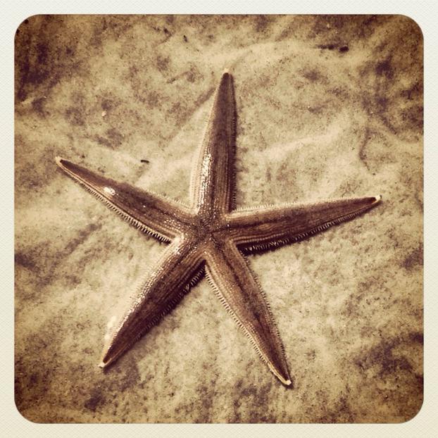 starfish