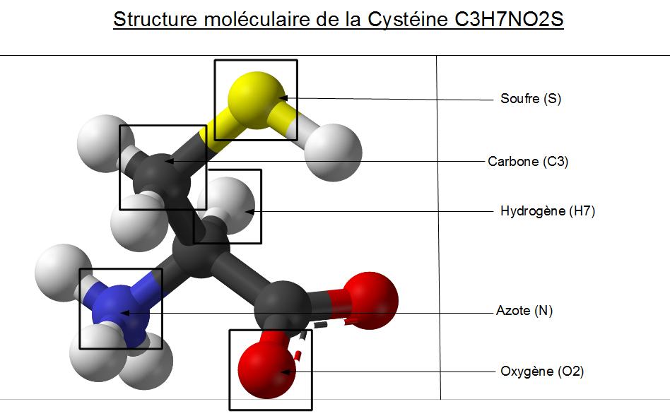 Structure moléculaire de la Cysteine