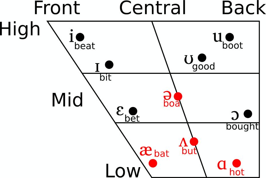 THE ARTICULATION OF VOVELS