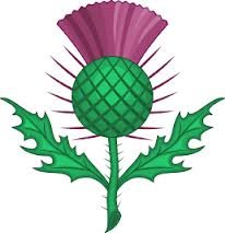 The symbol of Scotland - a thistle